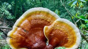 BIOCATALYST FROM MUSHROOM FOR MEDICINE FOUND